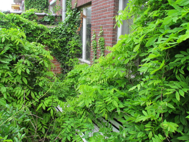 Jardin envahi avant renovation - entreprise de construction Anvers IDGS Constructions